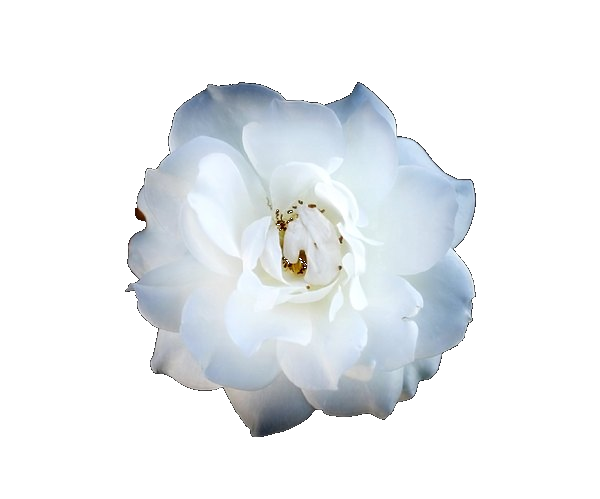 gr.weißerose